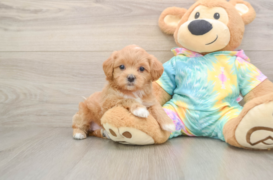 Happy Maltipoo Baby