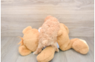 Adorable Malt a Poo Poodle Mix Puppy