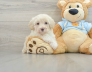 8 week old Maltipoo Puppy For Sale - Florida Fur Babies