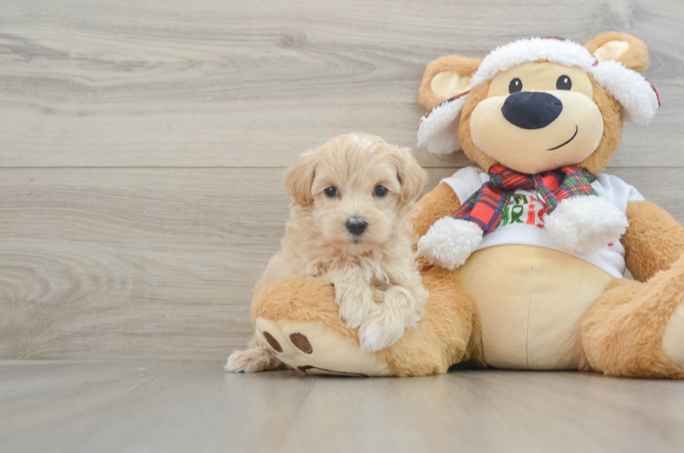 6 week old Maltipoo Puppy For Sale - Florida Fur Babies