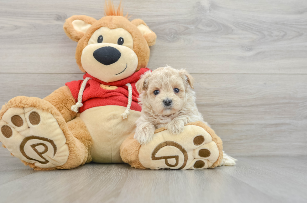 6 week old Maltipoo Puppy For Sale - Florida Fur Babies