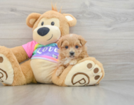 8 week old Maltipoo Puppy For Sale - Florida Fur Babies