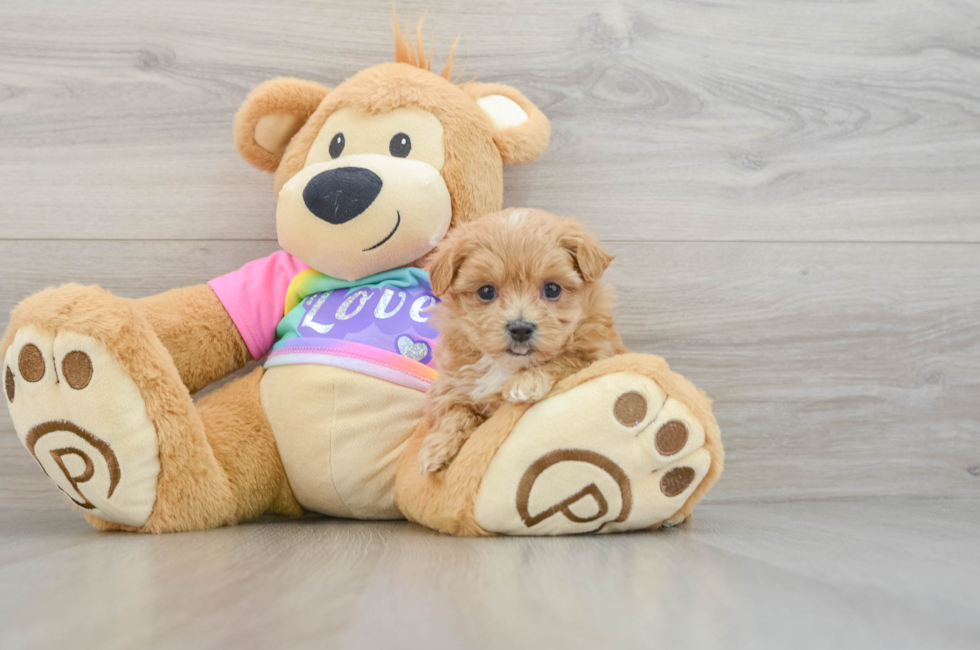 6 week old Maltipoo Puppy For Sale - Florida Fur Babies