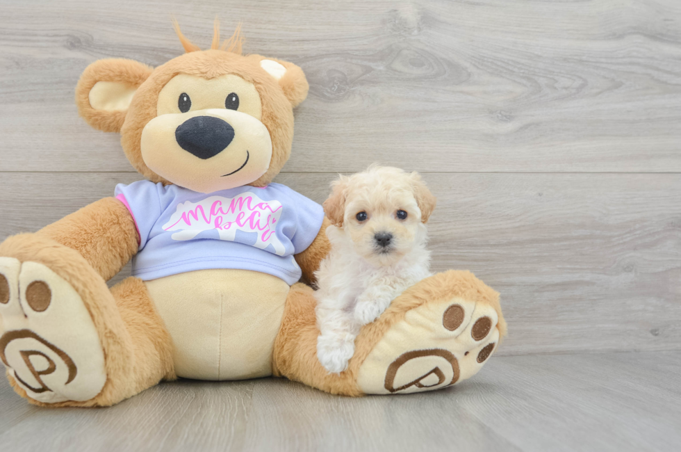 5 week old Maltipoo Puppy For Sale - Florida Fur Babies