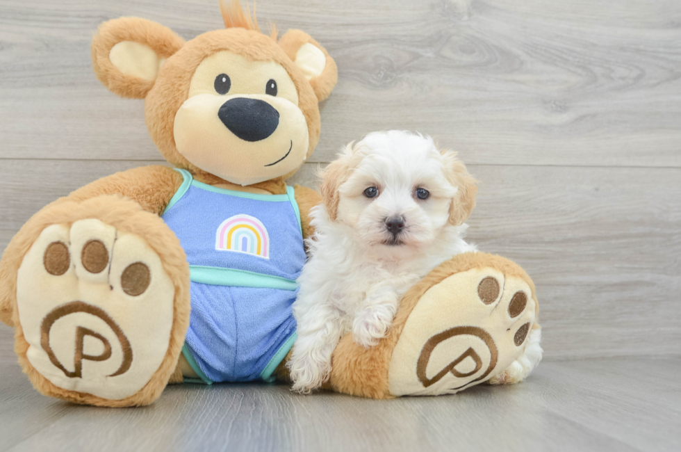 6 week old Maltipoo Puppy For Sale - Florida Fur Babies
