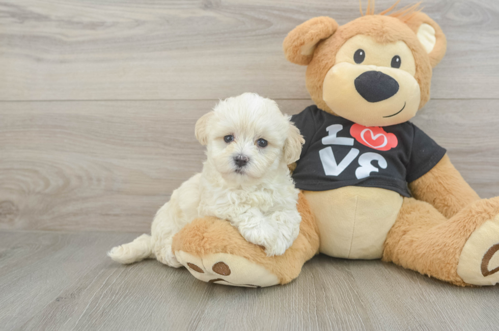 6 week old Maltipoo Puppy For Sale - Florida Fur Babies