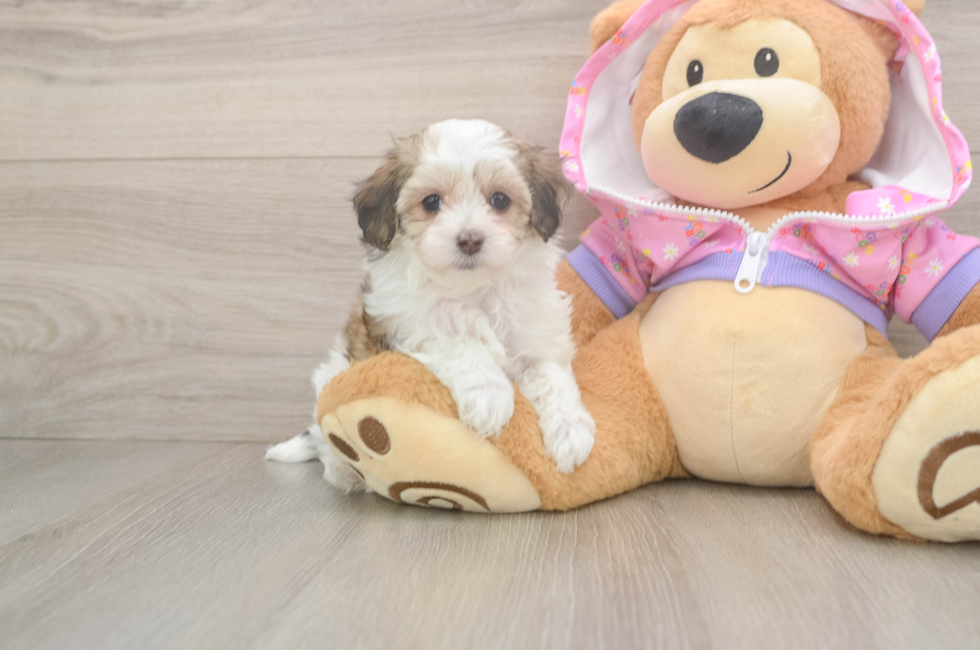 6 week old Maltipoo Puppy For Sale - Florida Fur Babies