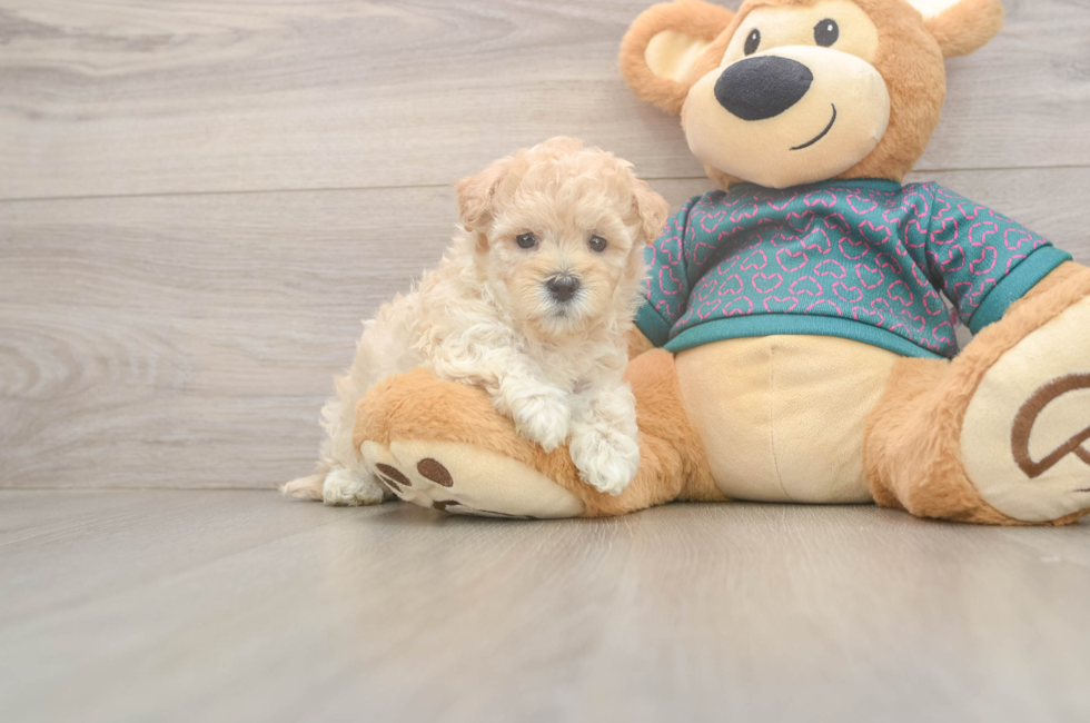 5 week old Maltipoo Puppy For Sale - Florida Fur Babies