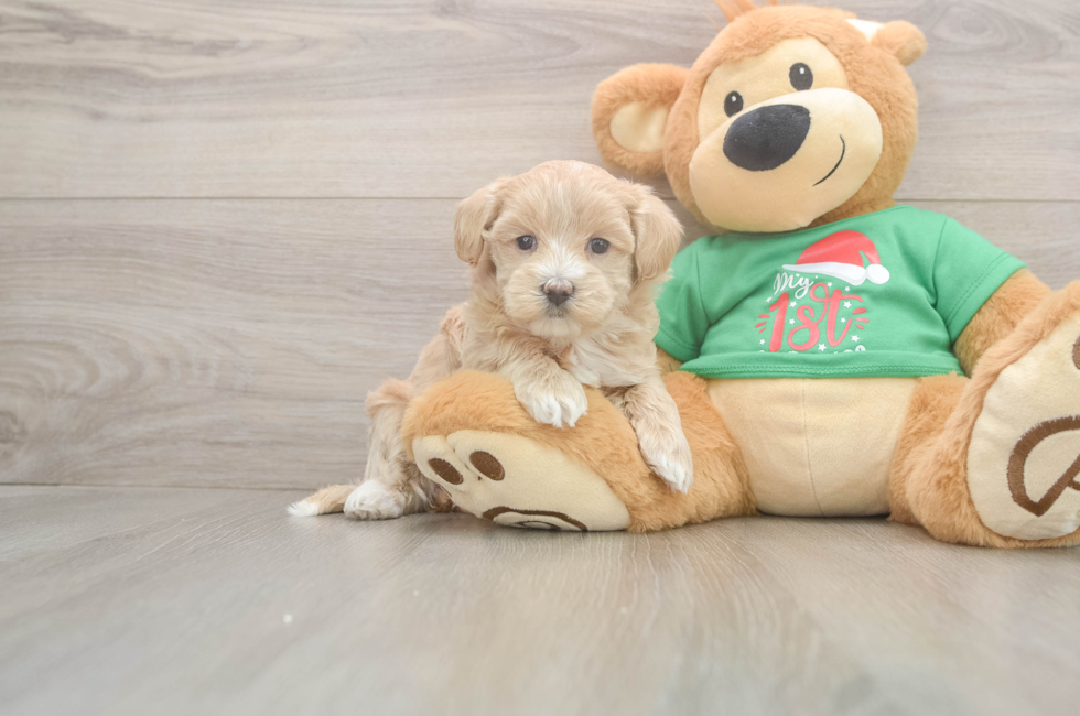 5 week old Maltipoo Puppy For Sale - Florida Fur Babies