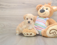 7 week old Maltipoo Puppy For Sale - Florida Fur Babies