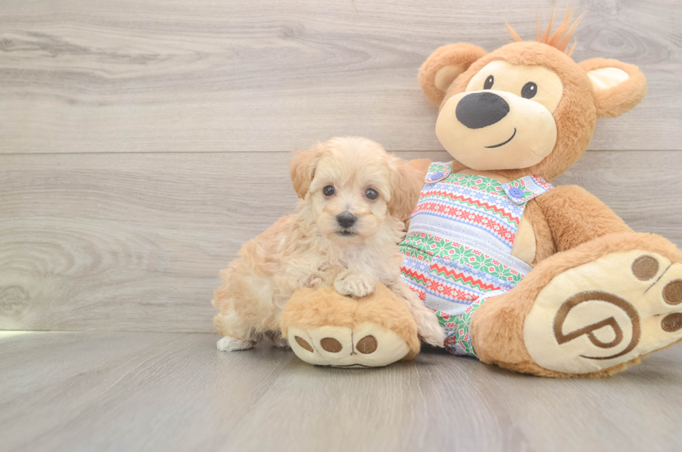 5 week old Maltipoo Puppy For Sale - Florida Fur Babies