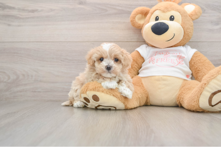 Maltipoo Pup Being Cute