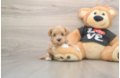 Friendly Maltipoo Baby