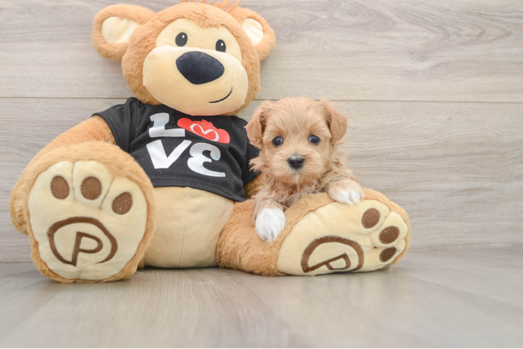 Best Maltipoo Baby
