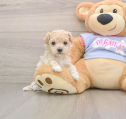 7 week old Maltipoo Puppy For Sale - Florida Fur Babies
