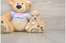 Maltipoo Puppy for Adoption