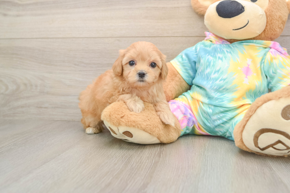 Maltipoo Pup Being Cute