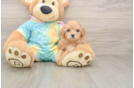 Popular Maltipoo Poodle Mix Pup