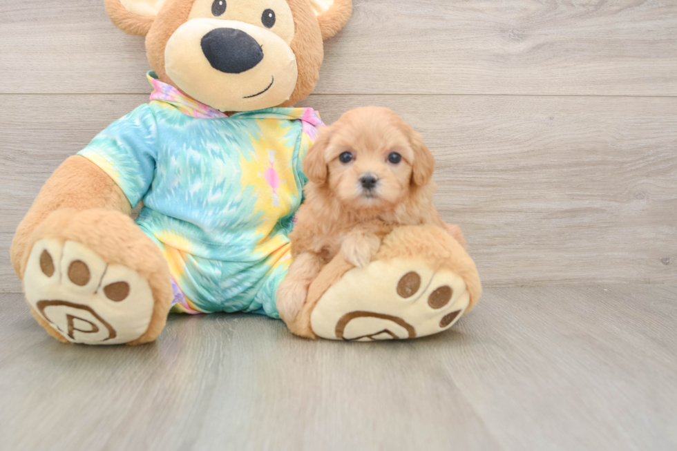 Popular Maltipoo Poodle Mix Pup