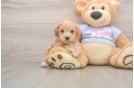Little Malt a Poo Poodle Mix Puppy