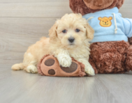 9 week old Maltipoo Puppy For Sale - Florida Fur Babies