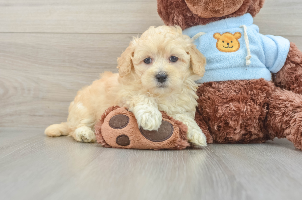 11 week old Maltipoo Puppy For Sale - Florida Fur Babies