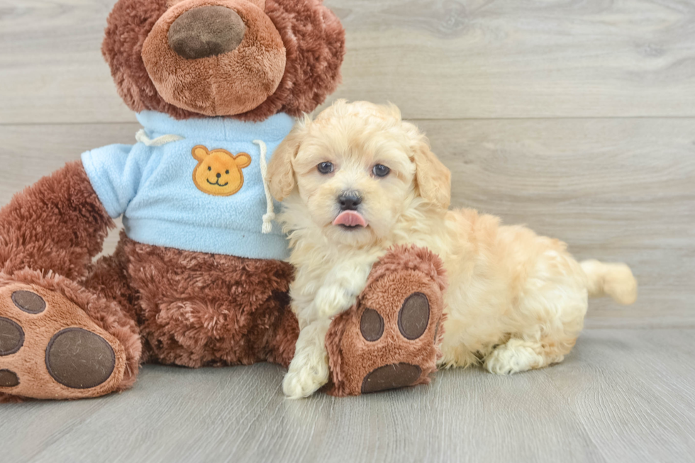 Maltipoo Pup Being Cute