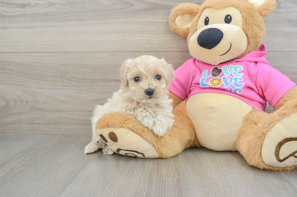 5 week old Maltipoo Puppy For Sale - Florida Fur Babies