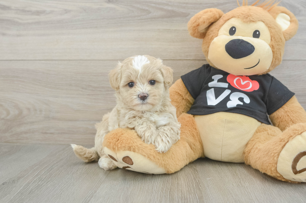6 week old Maltipoo Puppy For Sale - Florida Fur Babies