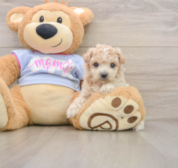 7 week old Maltipoo Puppy For Sale - Florida Fur Babies