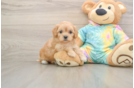 Best Maltipoo Baby