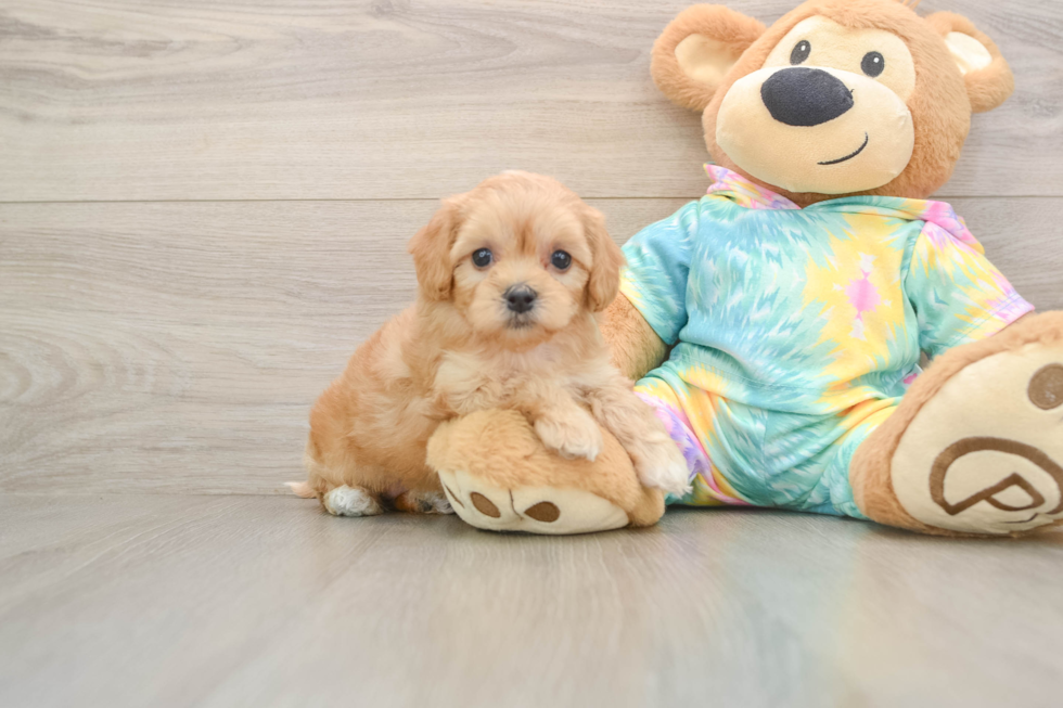 Best Maltipoo Baby