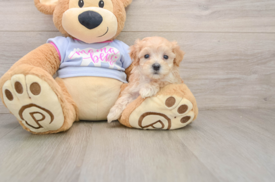 Little Multipoo Poodle Mix Puppy