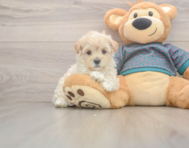 8 week old Maltipoo Puppy For Sale - Florida Fur Babies