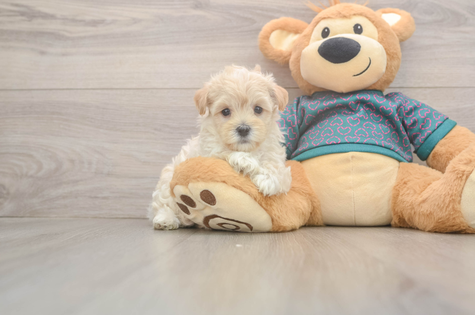 5 week old Maltipoo Puppy For Sale - Florida Fur Babies