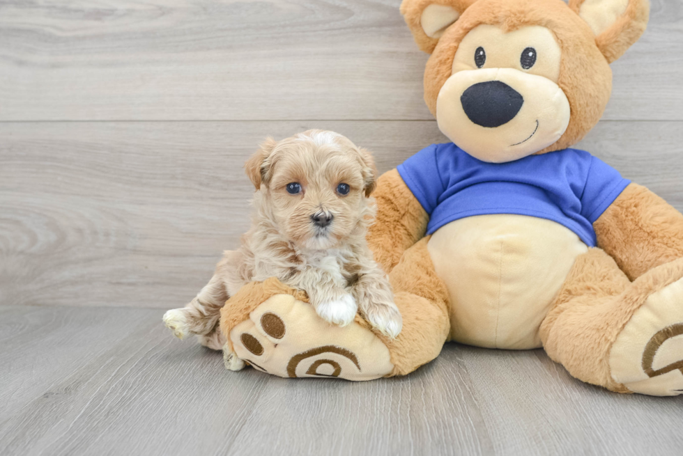 Popular Maltipoo Poodle Mix Pup