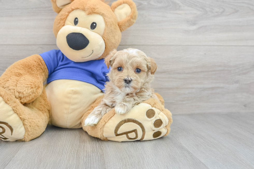 7 week old Maltipoo Puppy For Sale - Florida Fur Babies