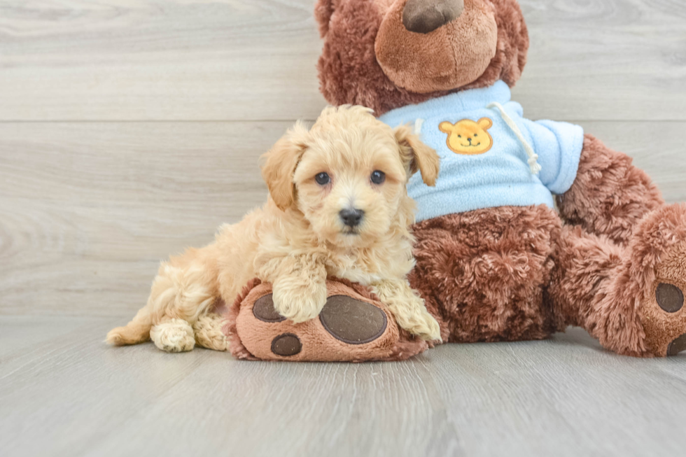 Energetic Maltese Poodle Poodle Mix Puppy