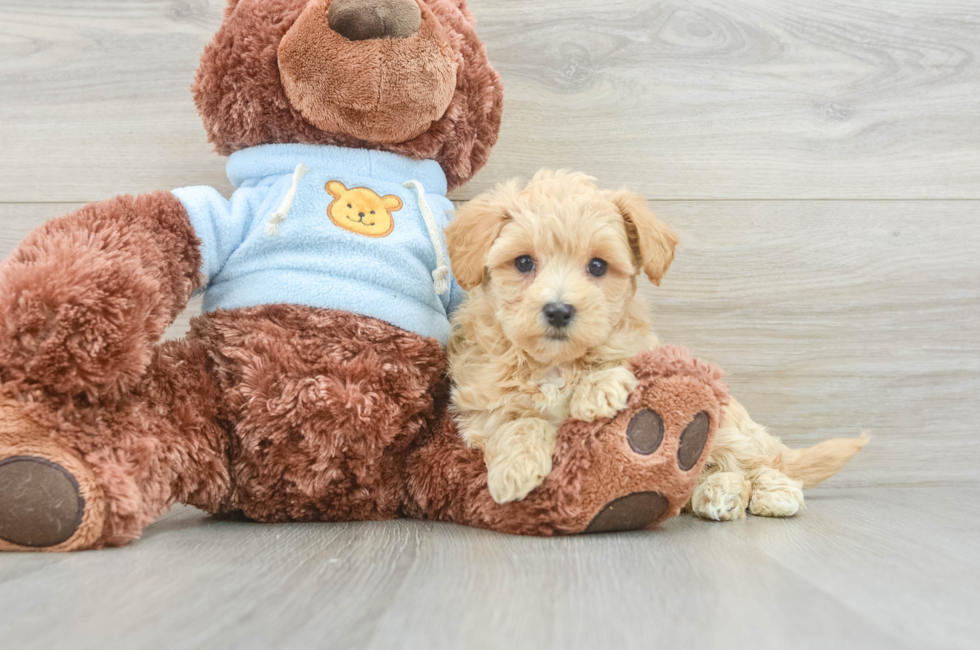 8 week old Maltipoo Puppy For Sale - Florida Fur Babies