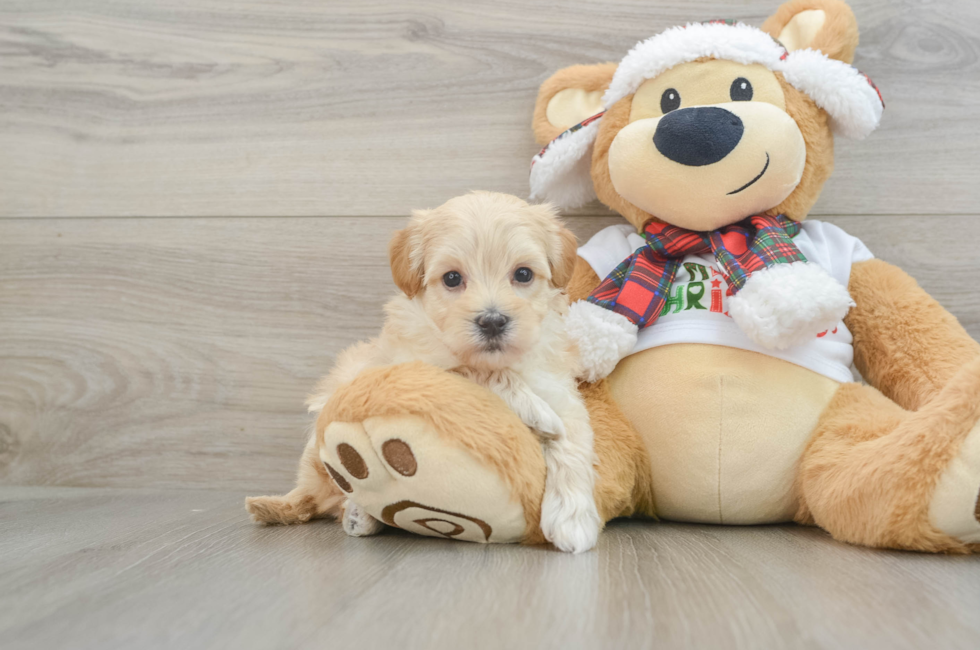 6 week old Maltipoo Puppy For Sale - Florida Fur Babies