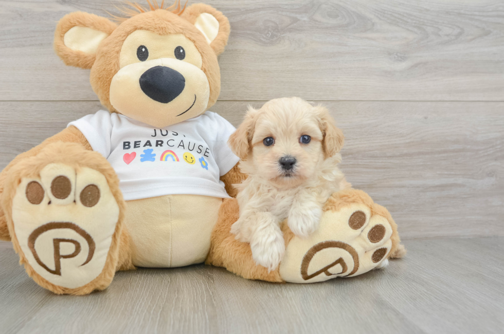 5 week old Maltipoo Puppy For Sale - Florida Fur Babies