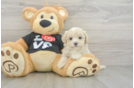 Little Maltese Poodle Poodle Mix Puppy