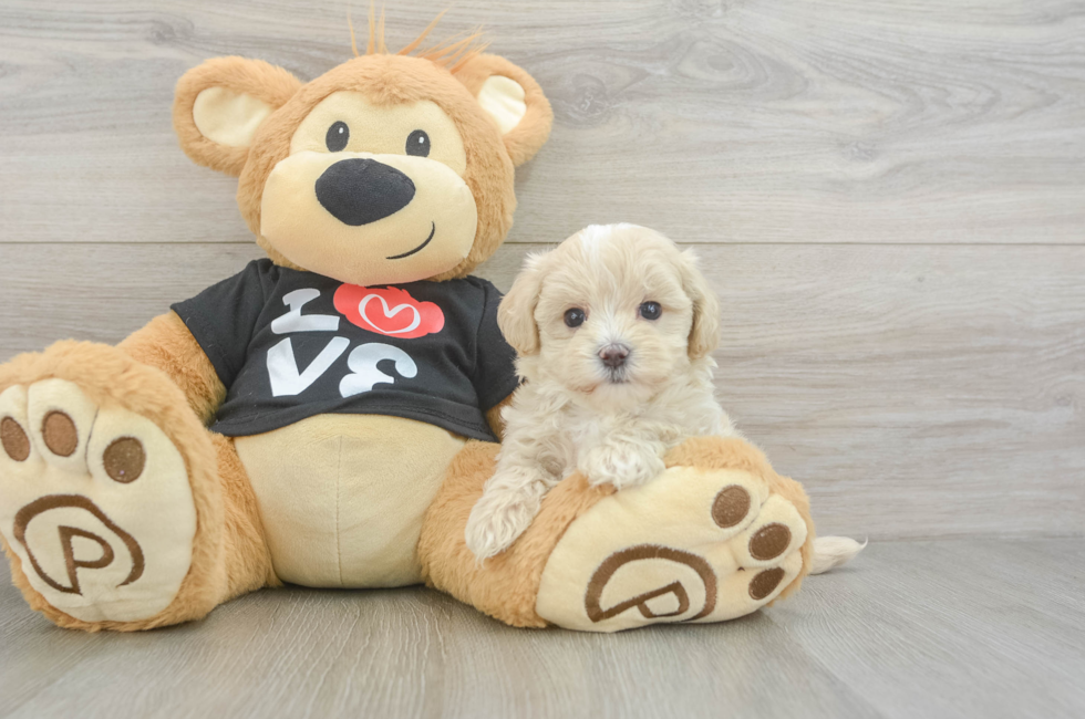 6 week old Maltipoo Puppy For Sale - Florida Fur Babies
