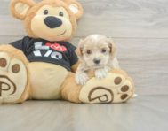 8 week old Maltipoo Puppy For Sale - Florida Fur Babies