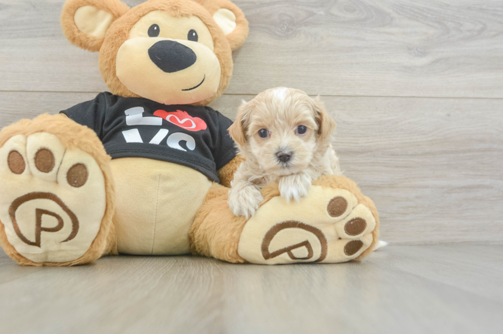 5 week old Maltipoo Puppy For Sale - Florida Fur Babies