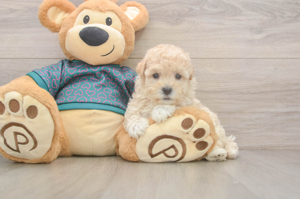 5 week old Maltipoo Puppy For Sale - Florida Fur Babies