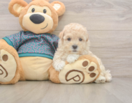 8 week old Maltipoo Puppy For Sale - Florida Fur Babies 8 week old Maltipoo Puppy For Sale - Florida Fur Babies