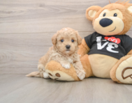 8 week old Maltipoo Puppy For Sale - Florida Fur Babies