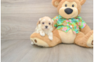 Best Maltipoo Baby