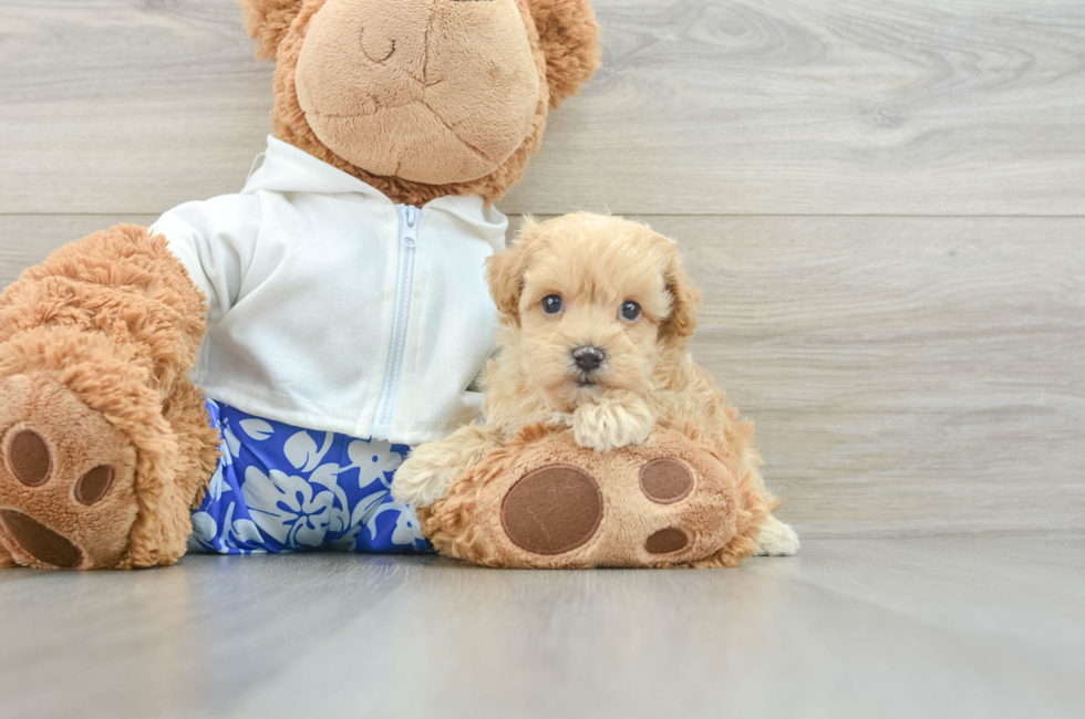 7 week old Maltipoo Puppy For Sale - Florida Fur Babies